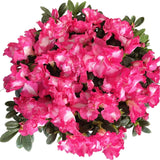 Rhododendron hybridum Hot