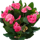 Euphorbia milii (Crown of Thorns)