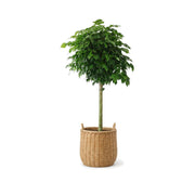 Happiness tree in a bamboo basket
