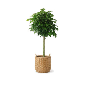 Happiness tree in a bamboo basket