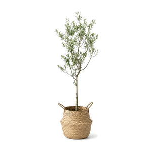 Indoor olive tree planted in a bamboo basket