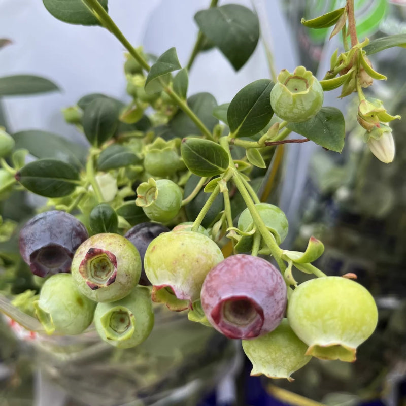 Blueberry Plant (Vaccinium spp.)