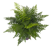 席瓦斯鐵角蕨（Shivas Fern）