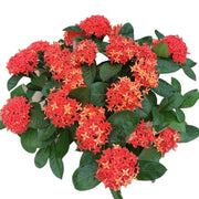 龍船花（Ixora chinensis）