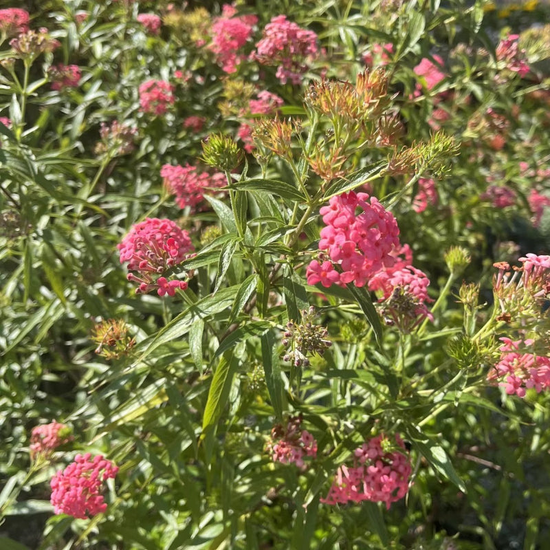 Arachnothryx Leucophylla