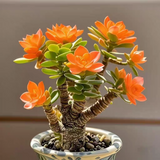 Succulent Money Tree Bonsai