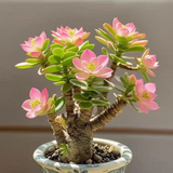 Succulent Money Tree Bonsai