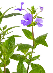 Brazilian Snapdragon (Otacanthus caeruleus)