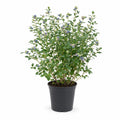 Blueberry Plant — main