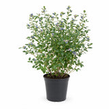 Blueberry Plant — main