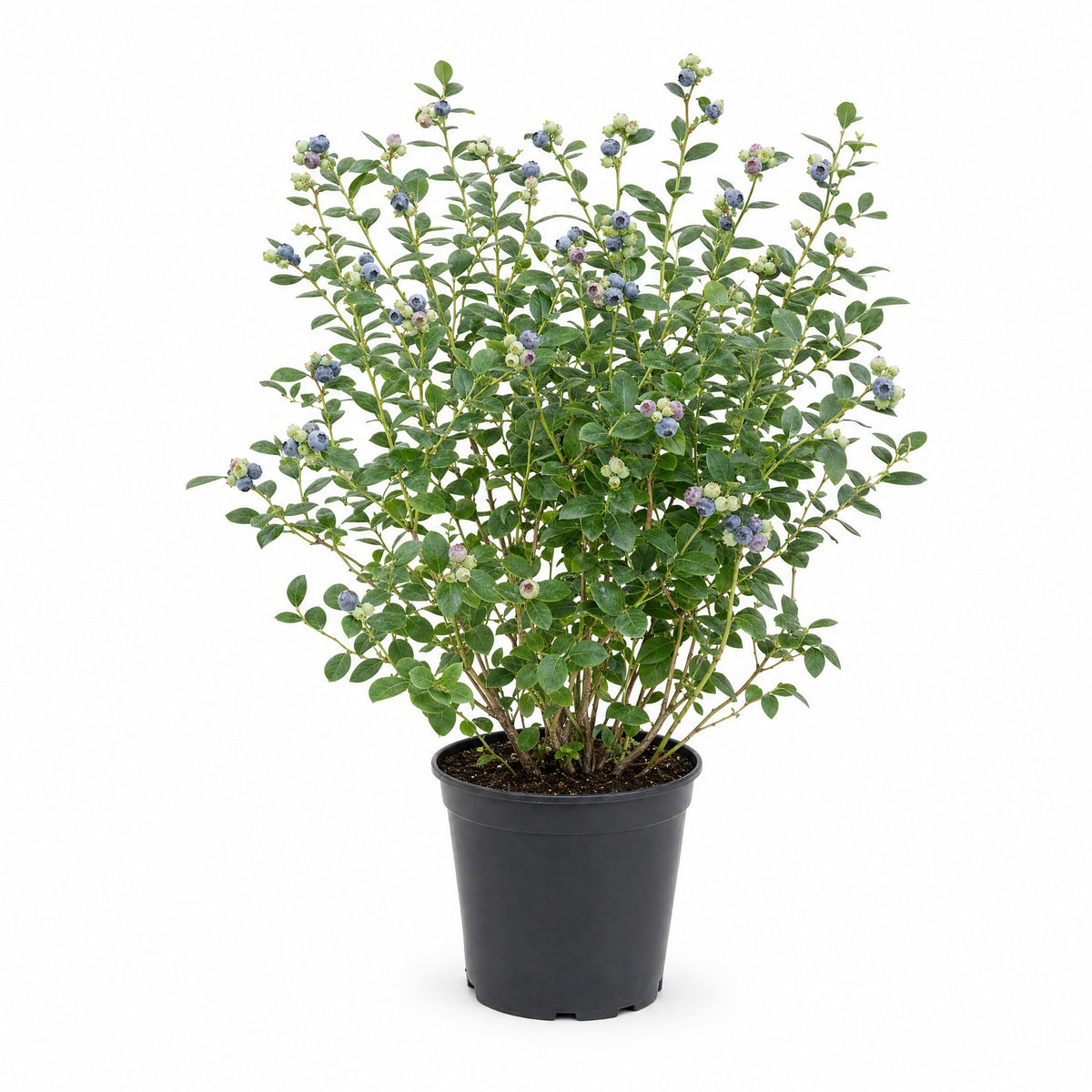 Blueberry Plant — main