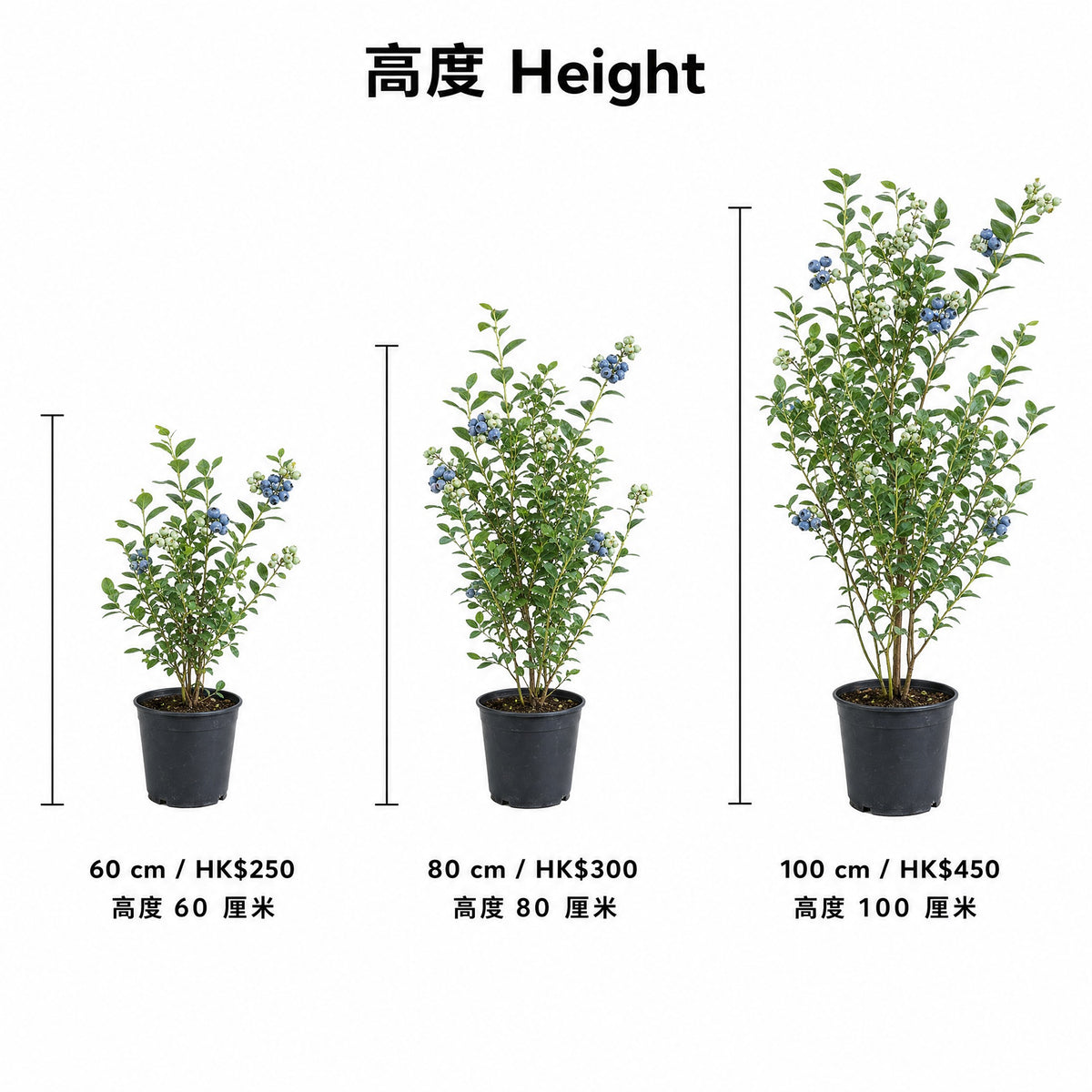 Blueberry Plant — size