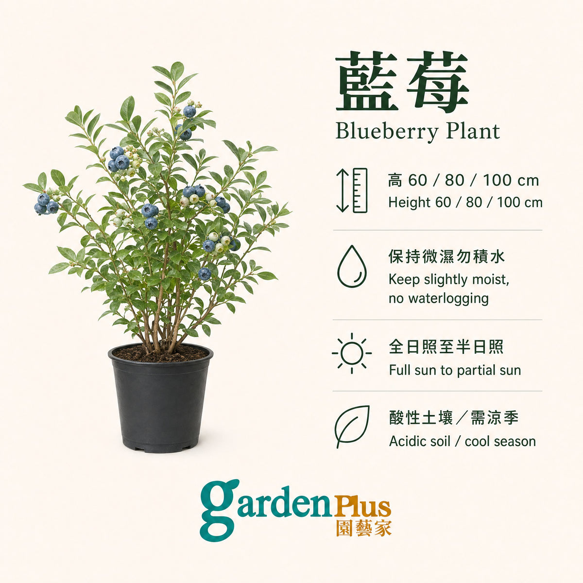 Blueberry Plant — care