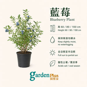 Blueberry Plant — care