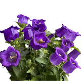 Canterbury Bells