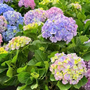 大葉繡球花（Hydrangea macrophylla）