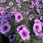 Petunia