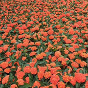 龍船花（Ixora chinensis）