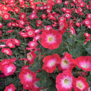 Petunia