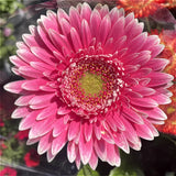 Gerbera Daisy Care - Indoor Flowering Plants
