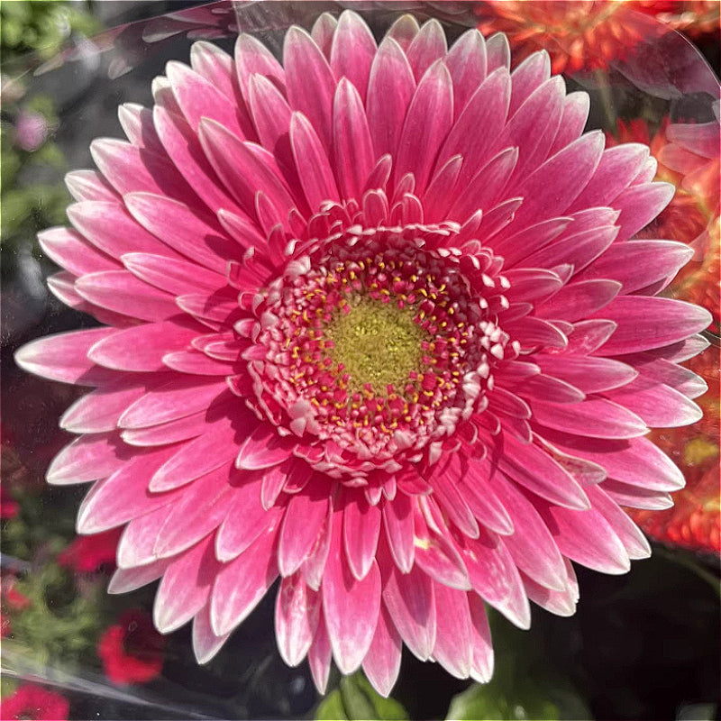Gerbera Daisy Care - Indoor Flowering Plants