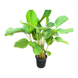 Calathea Lutea — main