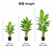 Calathea Lutea — size