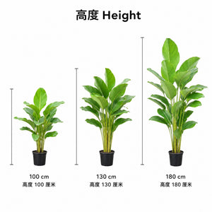 Calathea Lutea — size
