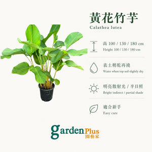 Calathea Lutea — care