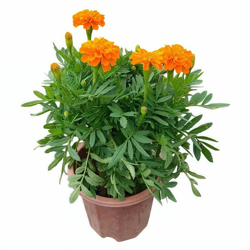 Tagetes Erecta (African Marigold)