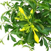 軟枝黃蟬／黃金喇叭藤（Allamanda cathartica）