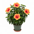 Chinese Hibiscus — main