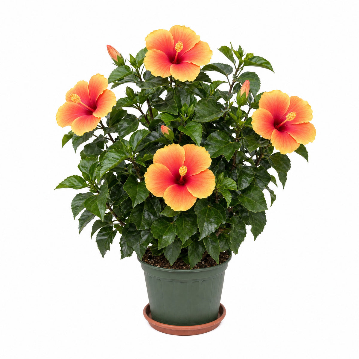 Chinese Hibiscus — main
