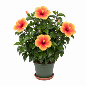 Chinese Hibiscus — main