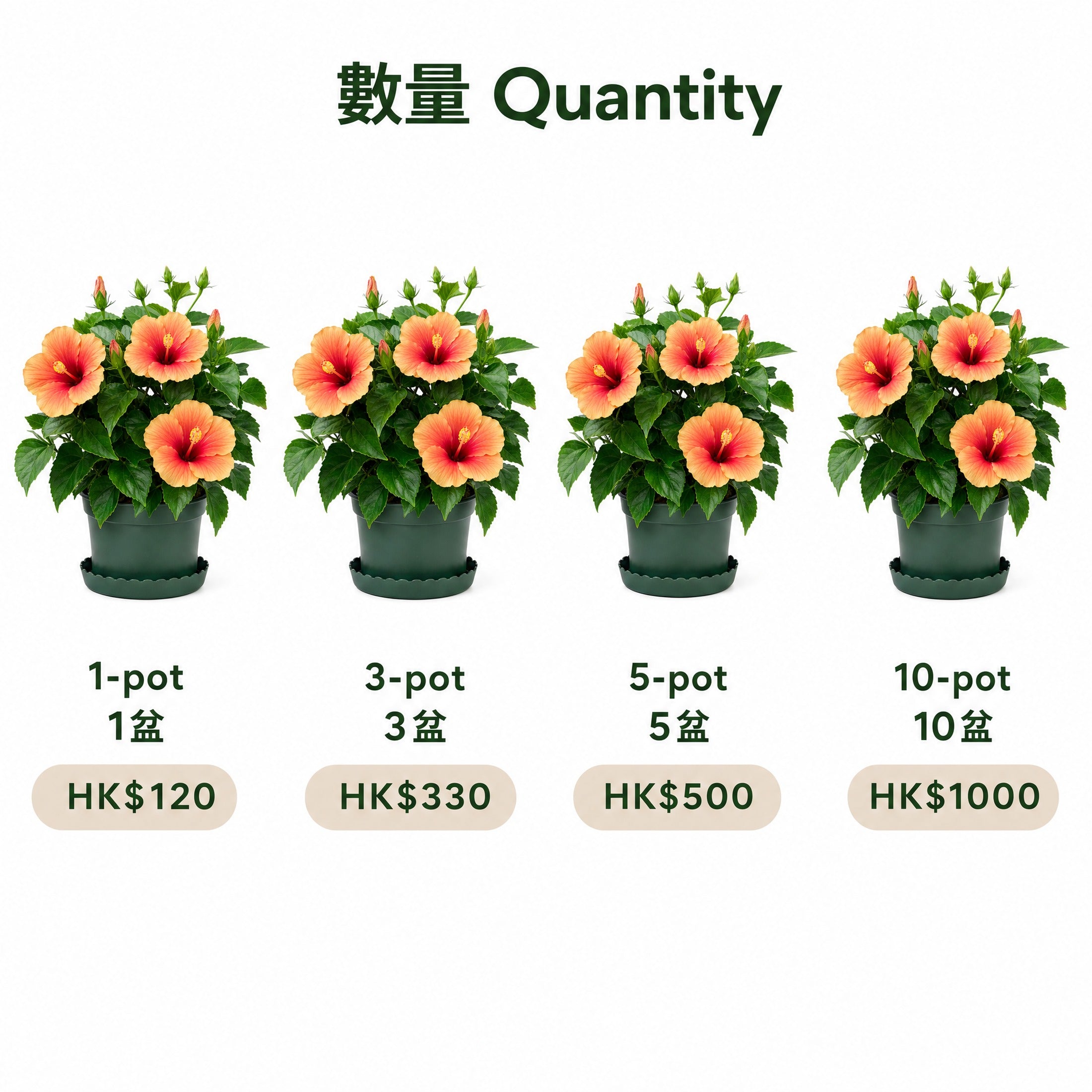 Chinese Hibiscus — quantity