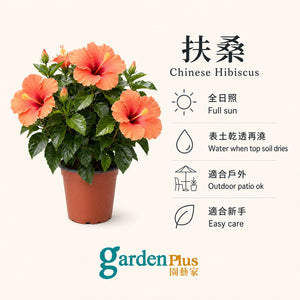 Chinese Hibiscus — care
