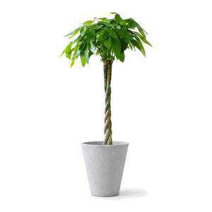 Twisted-stem money tree in a cone cement planter