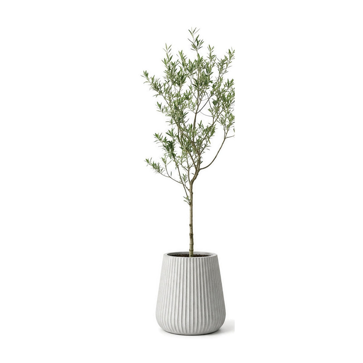 Indoor olive tree planted in a fluted cement planter