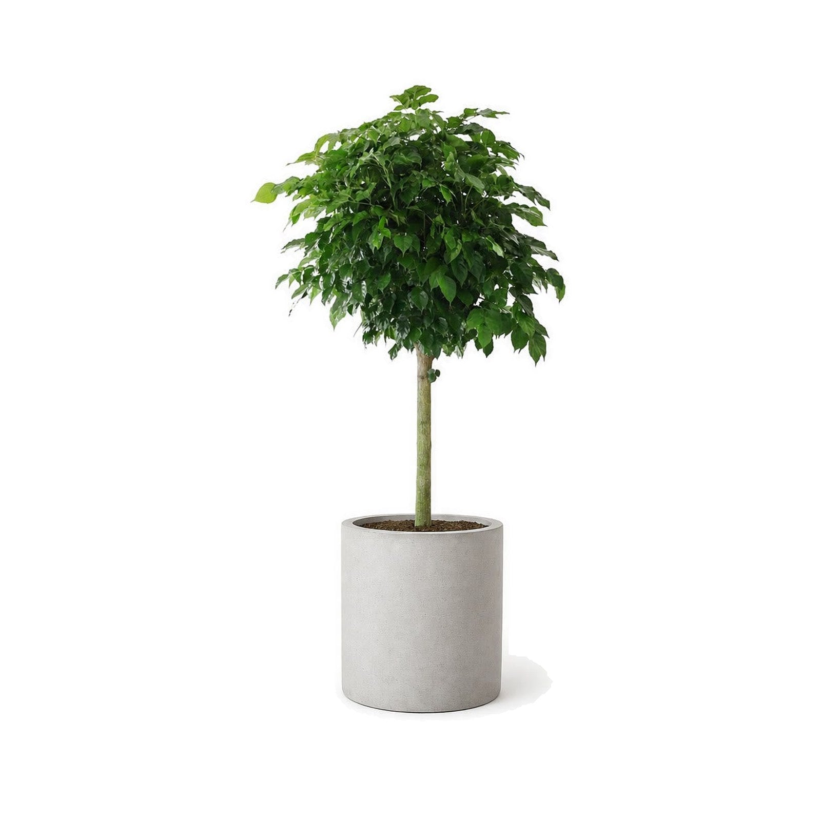 Happiness tree in a cylinder cement planter