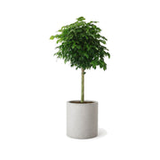 Happiness tree in a cylinder cement planter