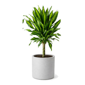 Corn plant in a cylinder cement planter