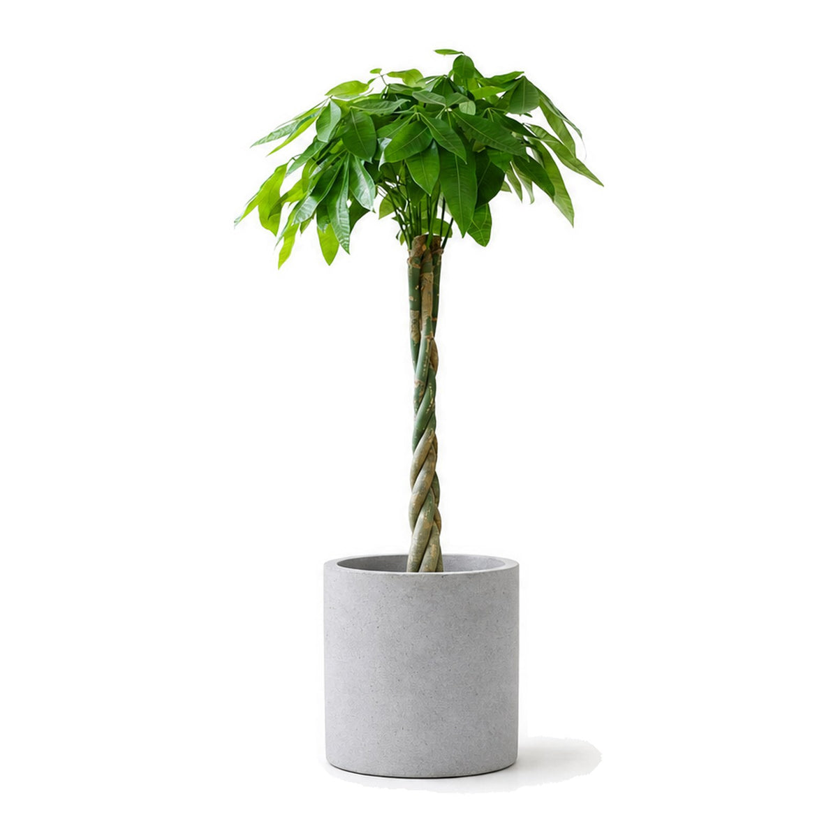 Twisted-Stem Money Tree