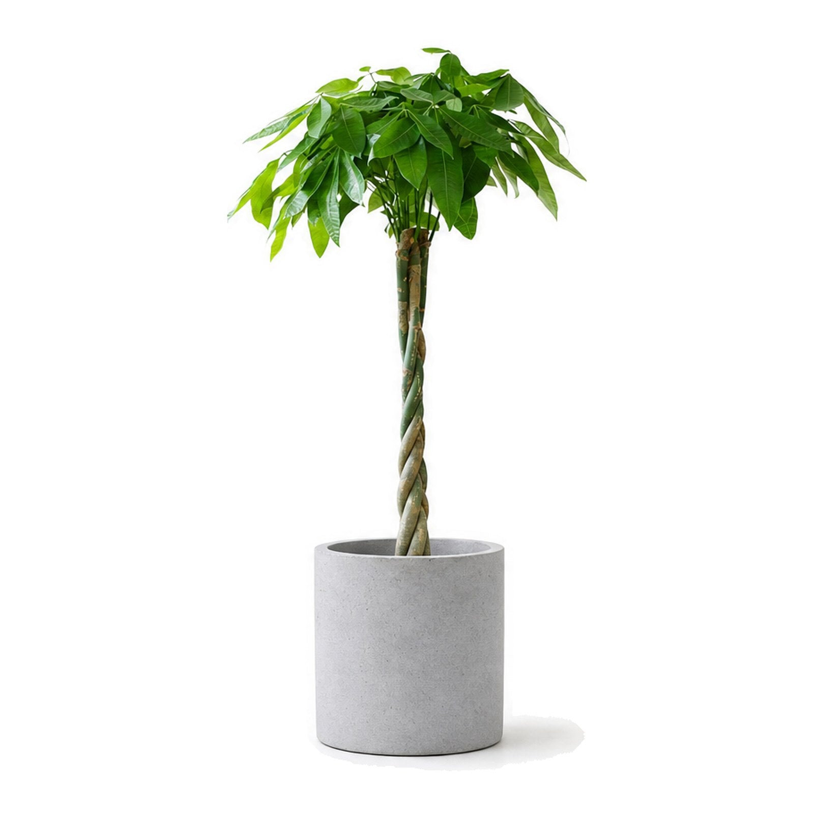 Twisted-stem money tree in a cylinder cement planter