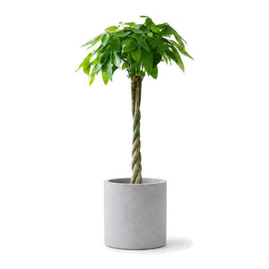 Twisted-stem money tree in a cylinder cement planter