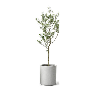 Indoor olive tree planted in a cylinder cement planter