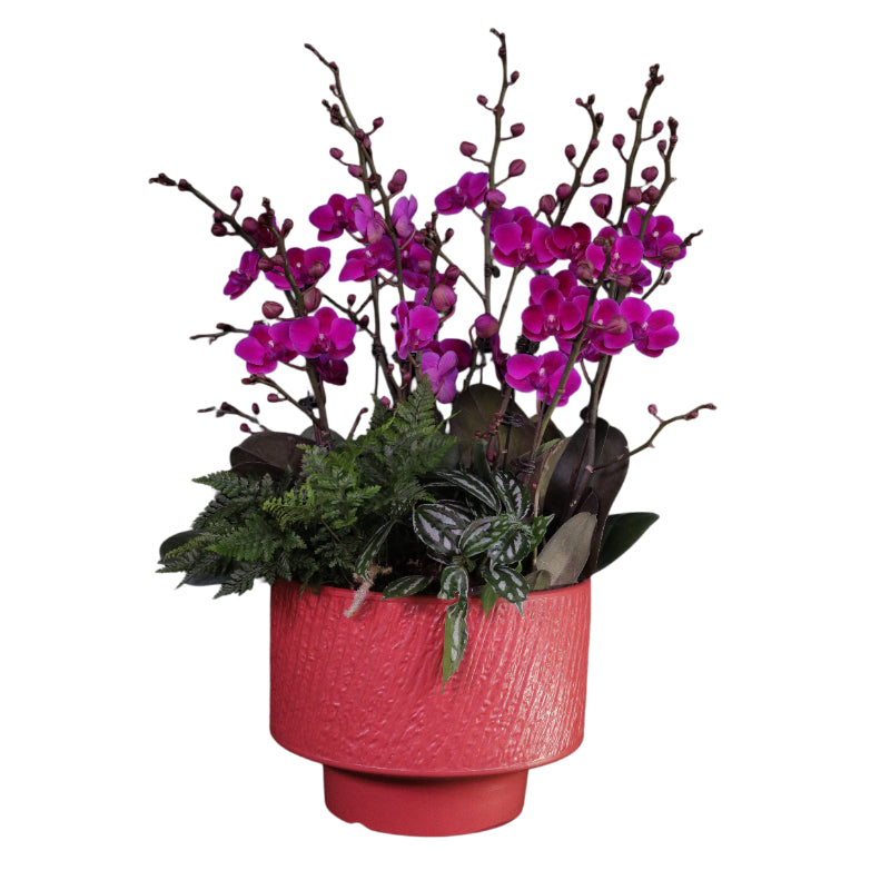 Red Phalaenopsis Orchid Arrangement - Fire Love