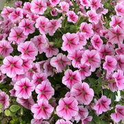 Petunia