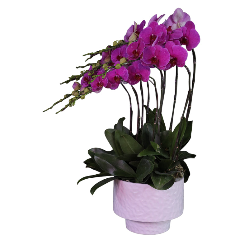 Phalaenopsis Orchid Fire Love - Fortune King Arrangement