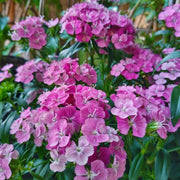 中國石竹（Dianthus chinensis）