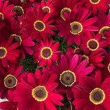 Marguerite Daisy